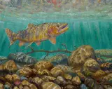 Mark Susinno, Fine-Spotted Cutt, oil on linen panel