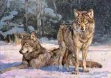 Luke Frazier, After the Hunt - Timberwolves, oil on panel