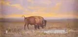 Ace Powell, Buffalo, oil on canvas