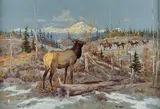 Ace Powell, South Fork Elk