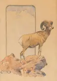 Olaf Carl Seltzer, Big Horn Ram, watercolor