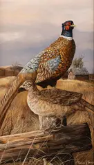 Trevor Swanson, Pheasants, oil on canvas