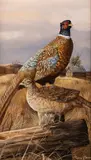 Trevor Swanson, Pheasants, oil on canvas