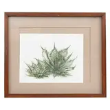 Nicolás Moreno, Magueyes, Grabado a la punta seca 14 / 25