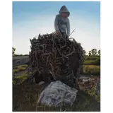 Joaquín Flores, Tronco caído, 2014, Óleo sobre tela