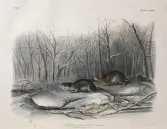 John James Audubon, and John Woodhouse Audubon (American 1812-1862) â€œRichardson's Meadow Mouseâ€,1848 Hand-colored, lithograph by John T. Bowen (American 1801-1865)