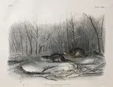 John James Audubon, and John Woodhouse Audubon (American 1812-1862) â€œRichardson's Meadow Mouseâ€,1848 Hand-colored