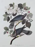 John James Audubon, â€œBlind Tailed Pigeonâ€, Lithograph