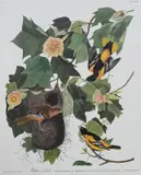 John James Audubon, â€œBaltimore Orioleâ€, Lithograph