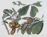 John James Audubon, Yellow Billed Cuckoo, Lithograph