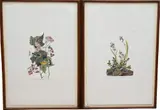 John James Audubon, Field Sparrow, Lithograph
