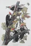 John James Audubon, Pileated Woodpecker, Lithograph