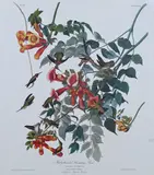 John James Audubon, Ruby-Throated Hummingbird, Lithograph