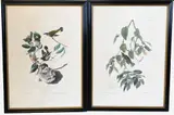 John James Audubon, American Redstart