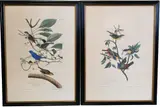 John James Audubon, Painted Bunting