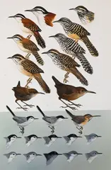 Roger Tory Peterson, Wrens, Gnatcatchers, 1973, Watercolor, gouache, pencil on artist board