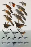 Wrens, Gnatcatchers by Roger Tory Peterson, 1973, Watercolor, gouache, pencil on artist board, offered Jan 2025