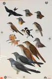 Vagrants From Europe by Roger Tory Peterson, 1990, Watercolor, gouache, pencil on paper, offered Jan 2025