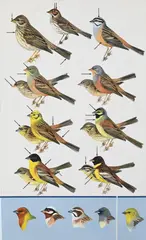 Roger Tory Peterson, Buntings, 1993, Watercolor, gouache, pencil on artist board