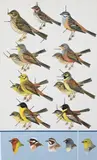 Buntings by Roger Tory Peterson, 1993, Watercolor, gouache, pencil on artist board, offered Jan 2025