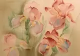 Norma Auer Adams, Garden Iris, Watercolor on paper