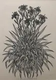Jacques Hnizdovsky, Lilies, Woodcut matted in contemporary