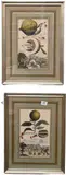 from "Nurenberg Hesperides" published 1708 "Cedrato Con Fiori e Sugo Doppio" Hand colored copperplate by Johann Christoph Volckamer, engraving, page 174, offered Aug 2024