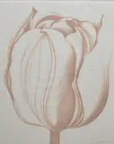 Lowell Blair Nesbitt, Tulip in Mauve, 1976, Lithograph