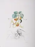 Abricot Et Chevalier by Salvador Dalí, lithograph with drypoint and embossing on Rives BFK paper, offered May 2026