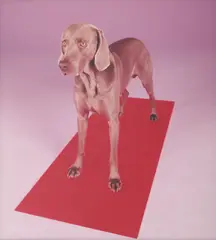 William Wegman, Red Tide, 2001, chromogenic print on Fuji paper