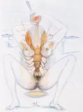 Femme Surrealiste Au Homard by Salvador Dalí, 1967, lithograph on Rives paper, offered Feb 2026