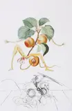 Abricot Chevalier by Salvador Dalí, 1969, lithograph on Rives BFK paper, offered Feb 2026