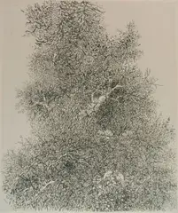 Gabor Peterdi, Untitled, etching, 1964