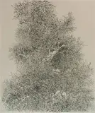 Gabor Peterdi, Untitled