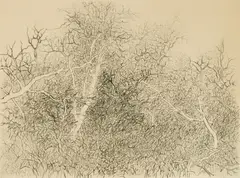 Gabor Peterdi, Floating Branches, etching, 1964