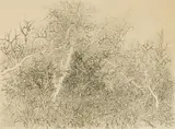 Gabor Peterdi, Floating Branches