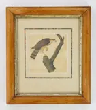 Hawk in Tree by George Washington Sully, watercolor and pen and ink on paper, matted and, offered Jun 2026