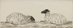 Józef Hecht, Two Sheep etchings, etching