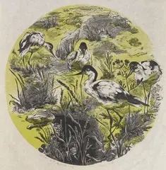 Gertrude Hermes, Welcome to the Avocets, woodcut in color, 1948
