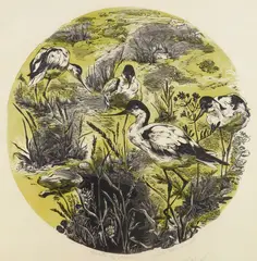 Gertrude Hermes, Welcome to Avocets wood, engraving in color, 1948