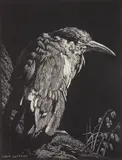 Lionel Lindsay, The Clipped Wing wood, engraving