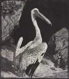 Lionel Lindsay, The Pelican wood, engraving