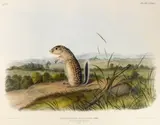 John James Audubon, Spermophilus Mexicanus Licht (Mexican Marmot-Squirrel lithograph with hand-coloring, lithograph