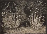 Lionel Lindsay, Thistle, woodcut