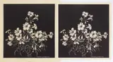 Lionel Lindsay, Begonias, woodcut