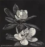 Lionel Lindsay, Magnolias, woodcut
