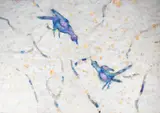 Walter Sorge, Untitled, watercolor painting of birds