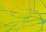 Walter Sorge, Untitled, mixed media