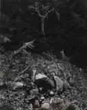 titled Point Lobos, 1946. Printed from the original negative in the 1970s by Cole Weston. Printer's rubberstamp verso, printed signature (Edward Weston) and by Silver gelatin print by Edward Weston, pencil signature (Cole Weston), offered Jun 2025