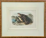 Untitled by John W. Audubon, Lithograph on Paper - Hand-colored, offered May 2026